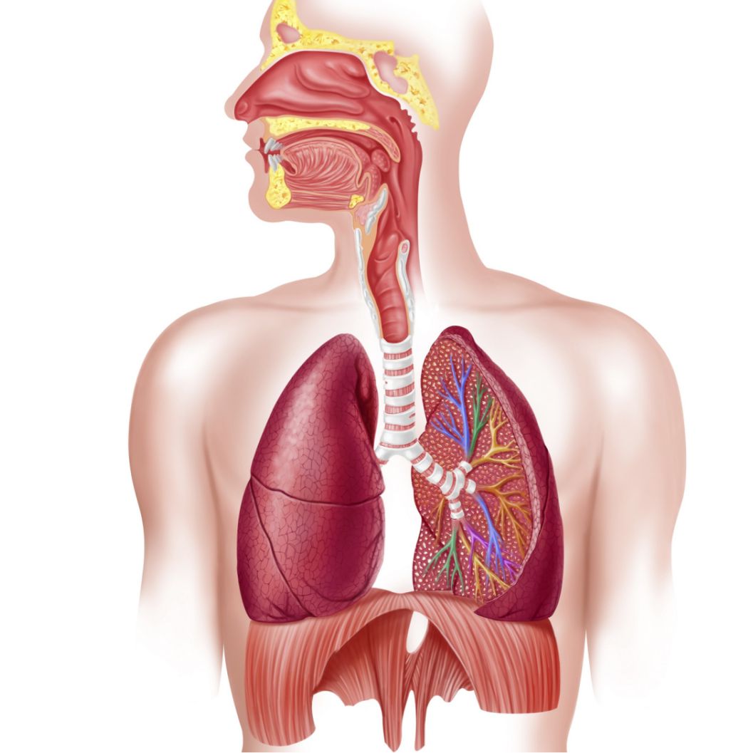 respiratory